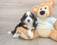 5 week old Mini Bernedoodle Puppy For Sale - Simply Southern Pups