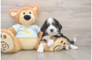 Best Mini Bernedoodle Baby