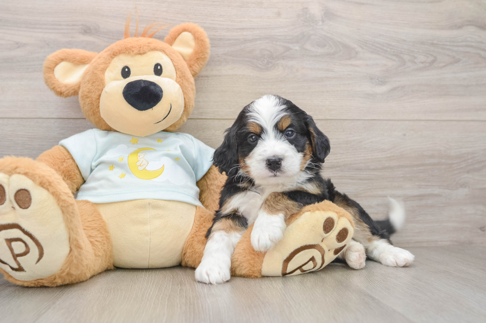 Best Mini Bernedoodle Baby
