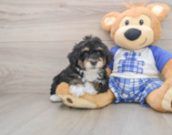 6 week old Mini Bernedoodle Puppy For Sale - Simply Southern Pups