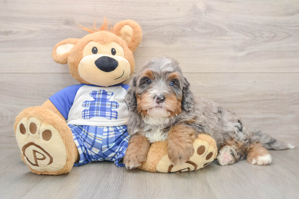Mini Bernedoodle Pup Being Cute