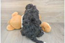 Adorable Bernese Doodle Poodle Mix Puppy