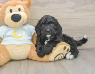 7 week old Mini Bernedoodle Puppy For Sale - Simply Southern Pups