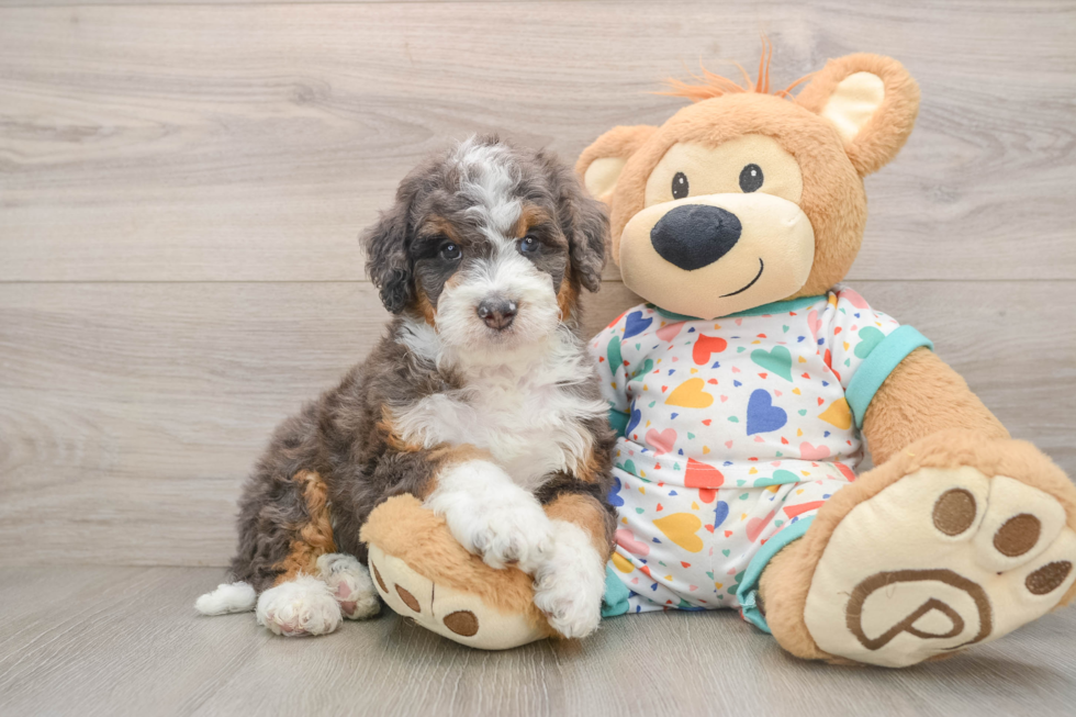 Petite Mini Bernedoodle Poodle Mix Pup