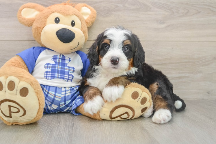 Best Mini Bernedoodle Baby