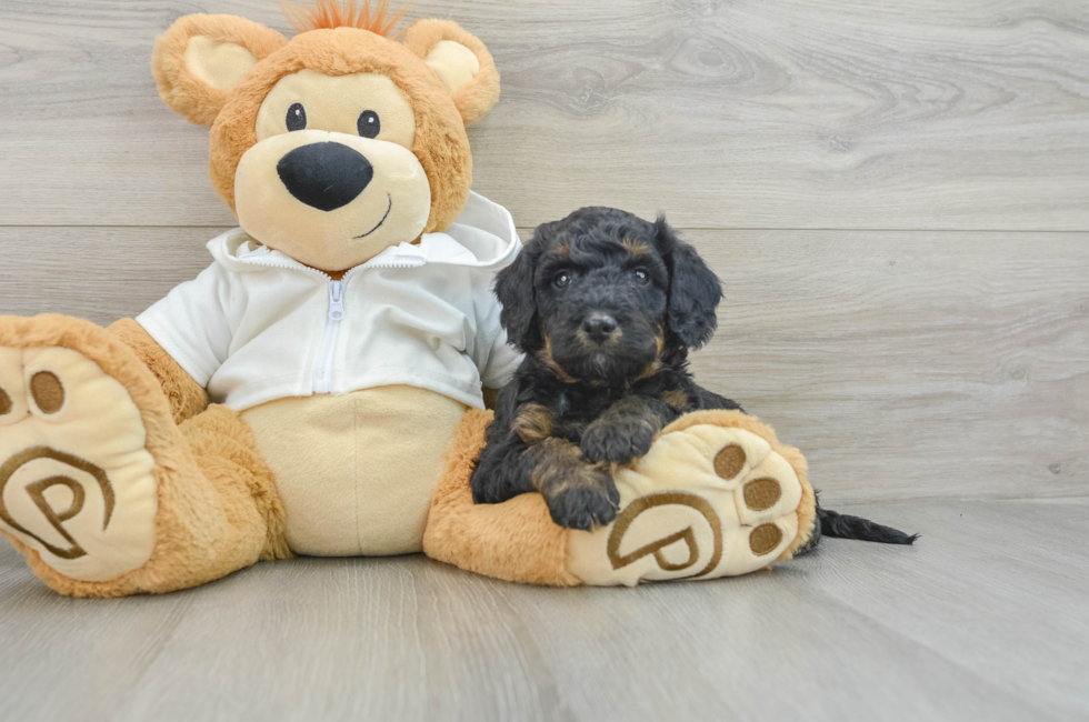 5 week old Mini Bernedoodle Puppy For Sale - Simply Southern Pups