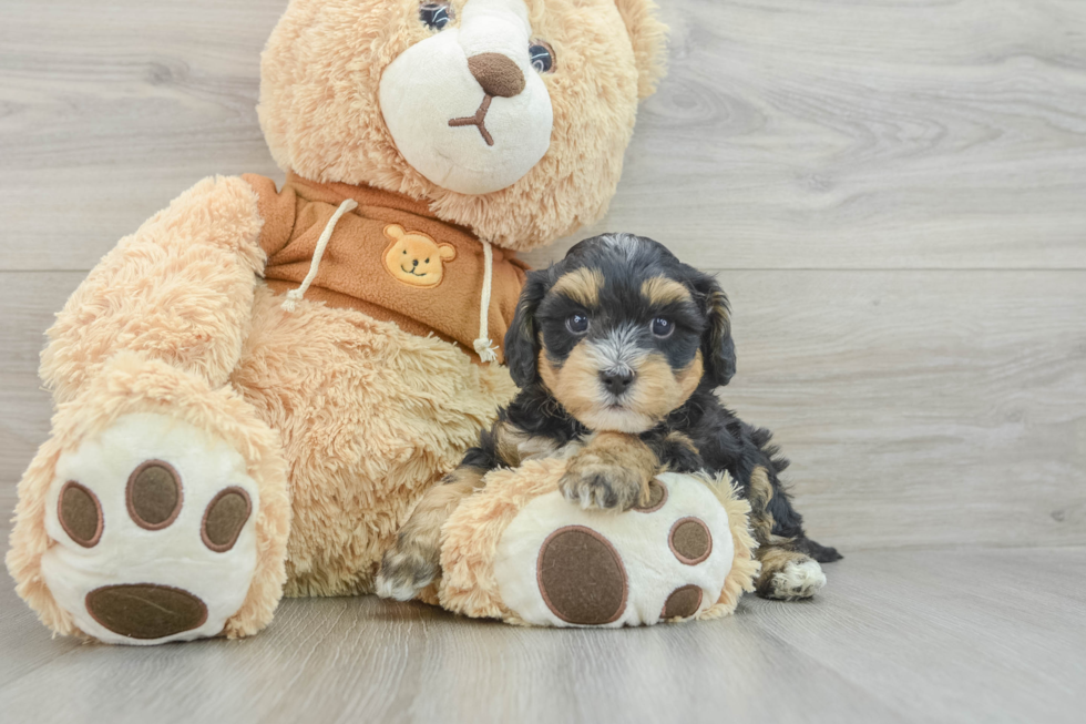 Cute Mini Bernedoodle Baby