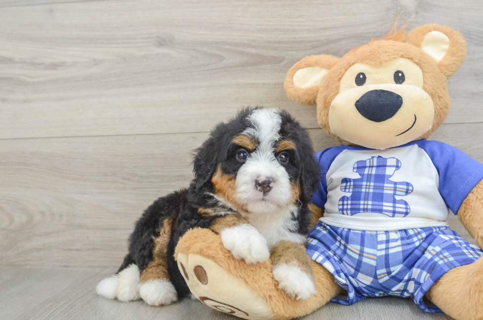 6 week old Mini Bernedoodle Puppy For Sale - Simply Southern Pups