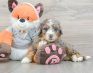7 week old Mini Bernedoodle Puppy For Sale - Simply Southern Pups