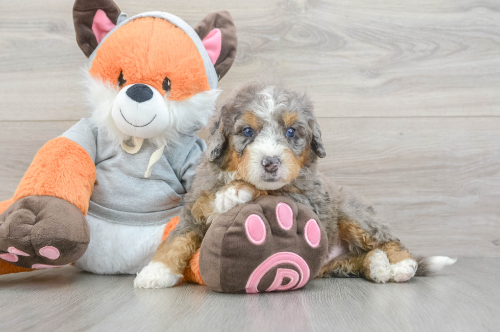 5 week old Mini Bernedoodle Puppy For Sale - Simply Southern Pups