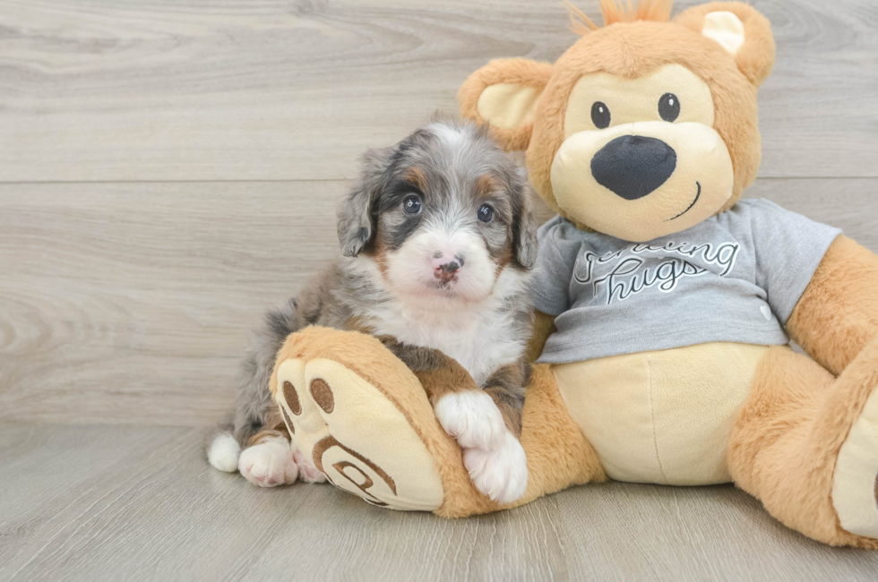 5 week old Mini Bernedoodle Puppy For Sale - Simply Southern Pups