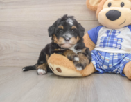 7 week old Mini Bernedoodle Puppy For Sale - Simply Southern Pups