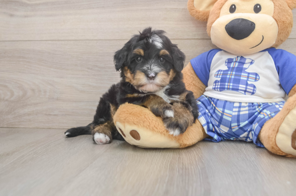 6 week old Mini Bernedoodle Puppy For Sale - Simply Southern Pups