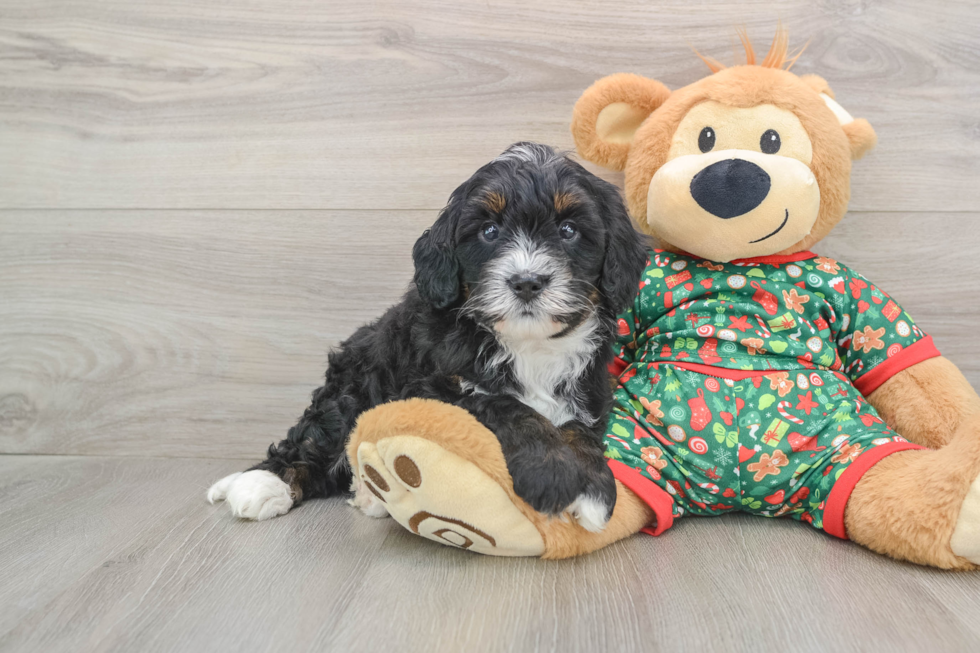 Small Mini Bernedoodle Baby