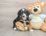5 week old Mini Bernedoodle Puppy For Sale - Simply Southern Pups