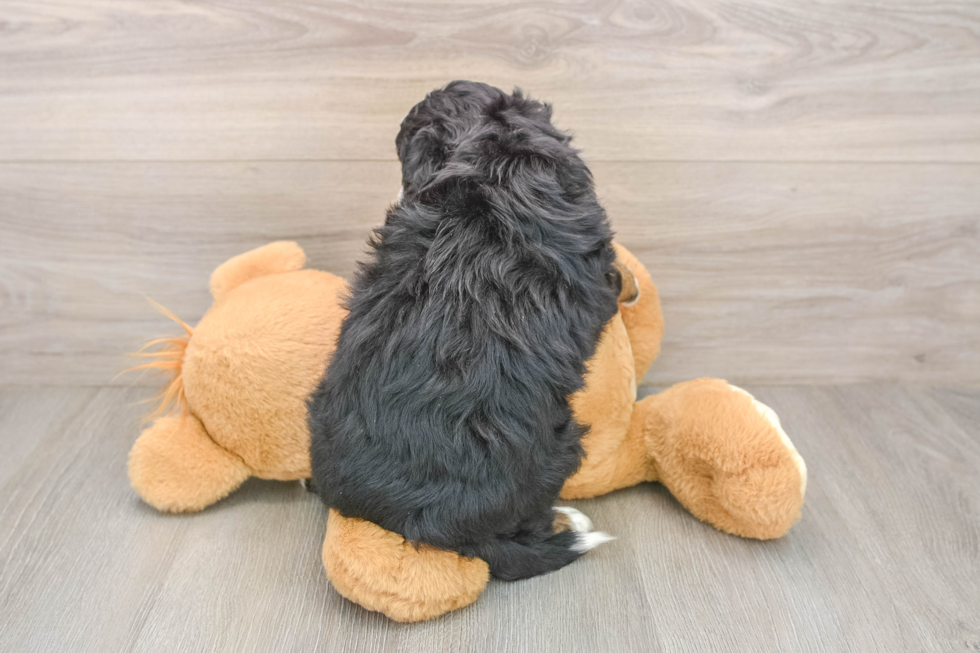 Mini Bernedoodle Puppy for Adoption