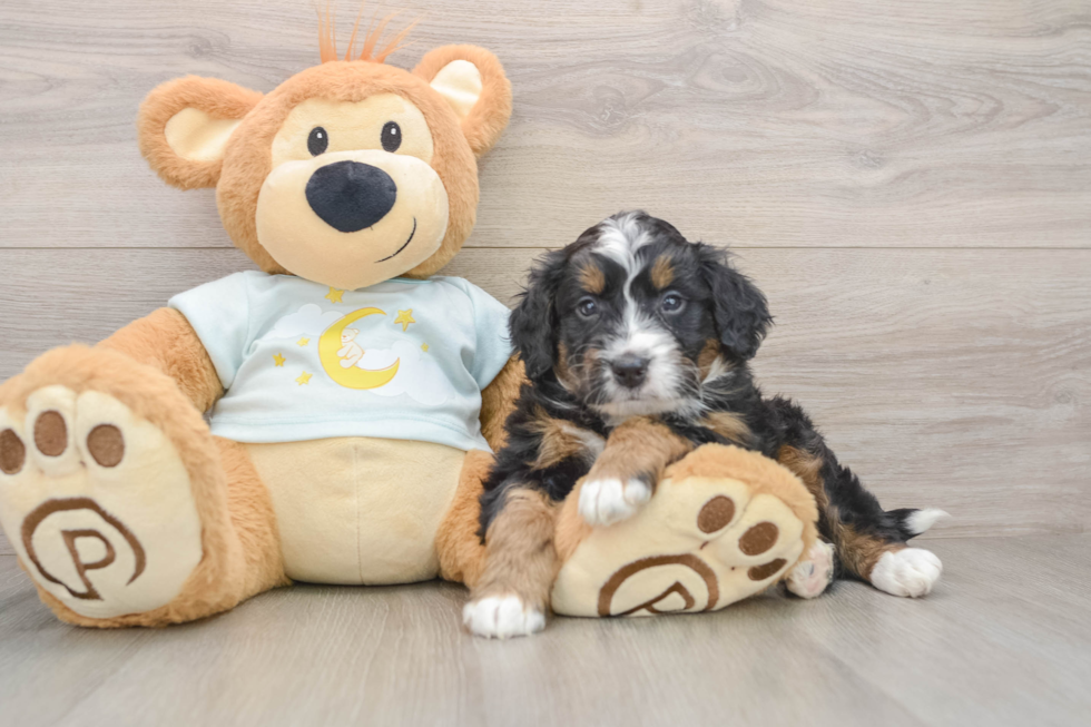 Cute Mini Bernedoodle Baby