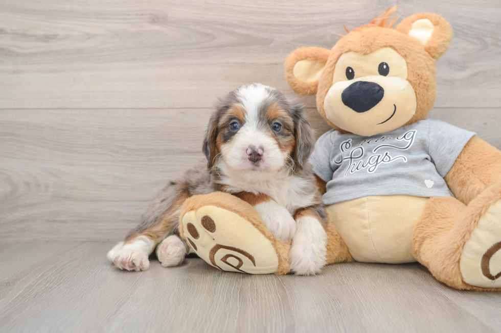 Funny Mini Bernedoodle Poodle Mix Pup