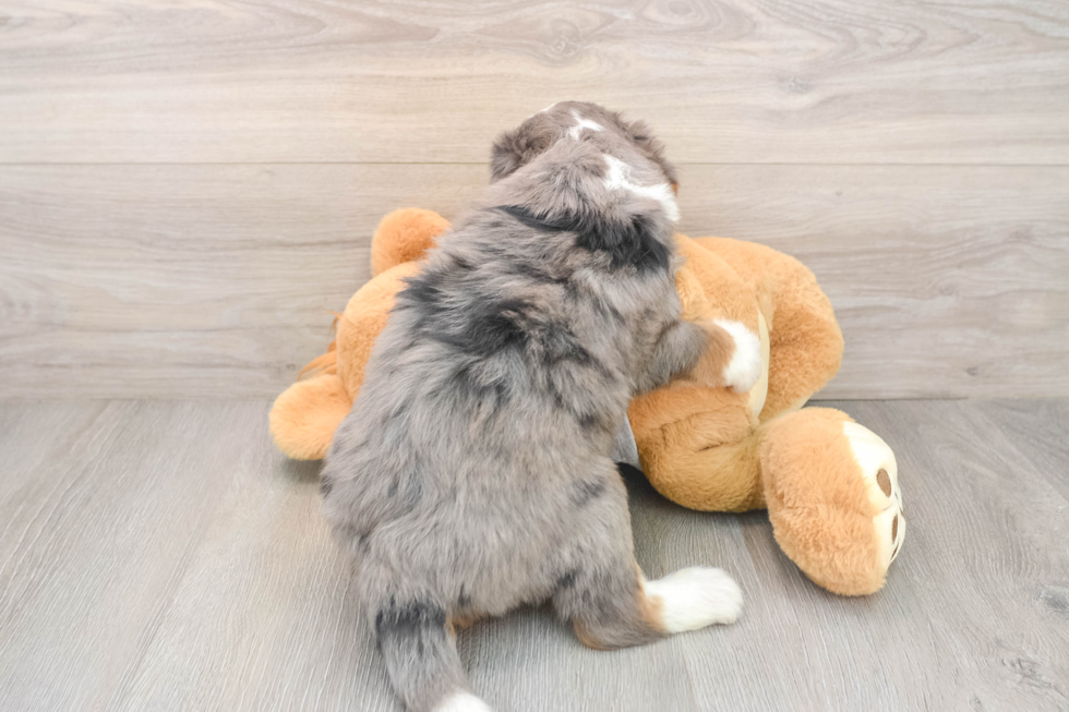 Fluffy Mini Bernedoodle Poodle Mix Pup