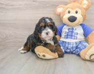 6 week old Mini Bernedoodle Puppy For Sale - Simply Southern Pups