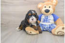 Adorable Bernadoodle Poodle Mix Puppy
