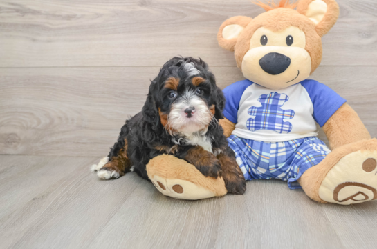 Adorable Bernadoodle Poodle Mix Puppy
