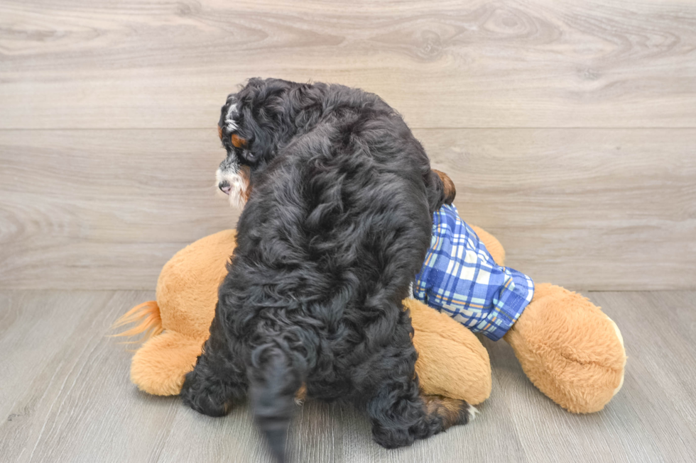 Hypoallergenic Mini Bernesepoo Poodle Mix Puppy