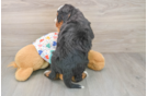 Cute Mini Bernedoodle Baby