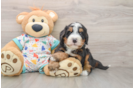Funny Mini Bernedoodle Poodle Mix Pup