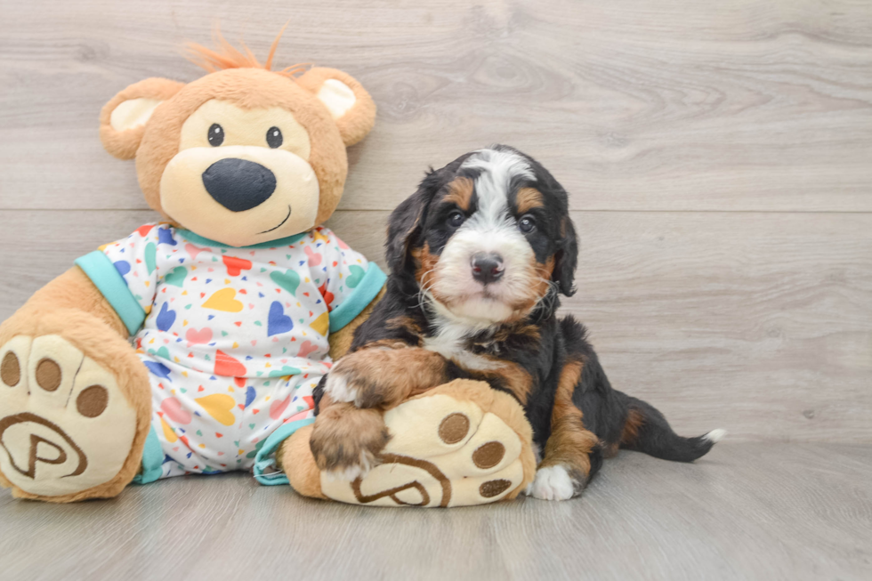 Funny Mini Bernedoodle Poodle Mix Pup