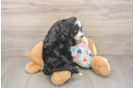 Hypoallergenic Mini Bernesedoodle Poodle Mix Puppy