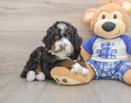 7 week old Mini Bernedoodle Puppy For Sale - Simply Southern Pups