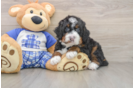 Mini Bernedoodle Puppy for Adoption