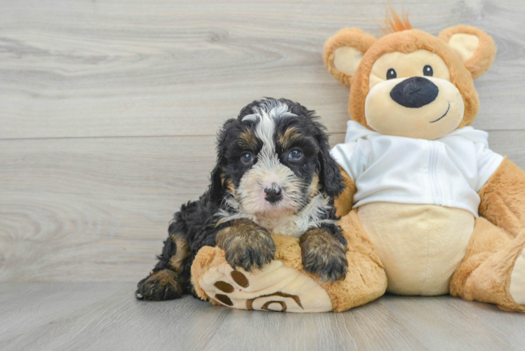 Mini Bernedoodle Puppy for Adoption