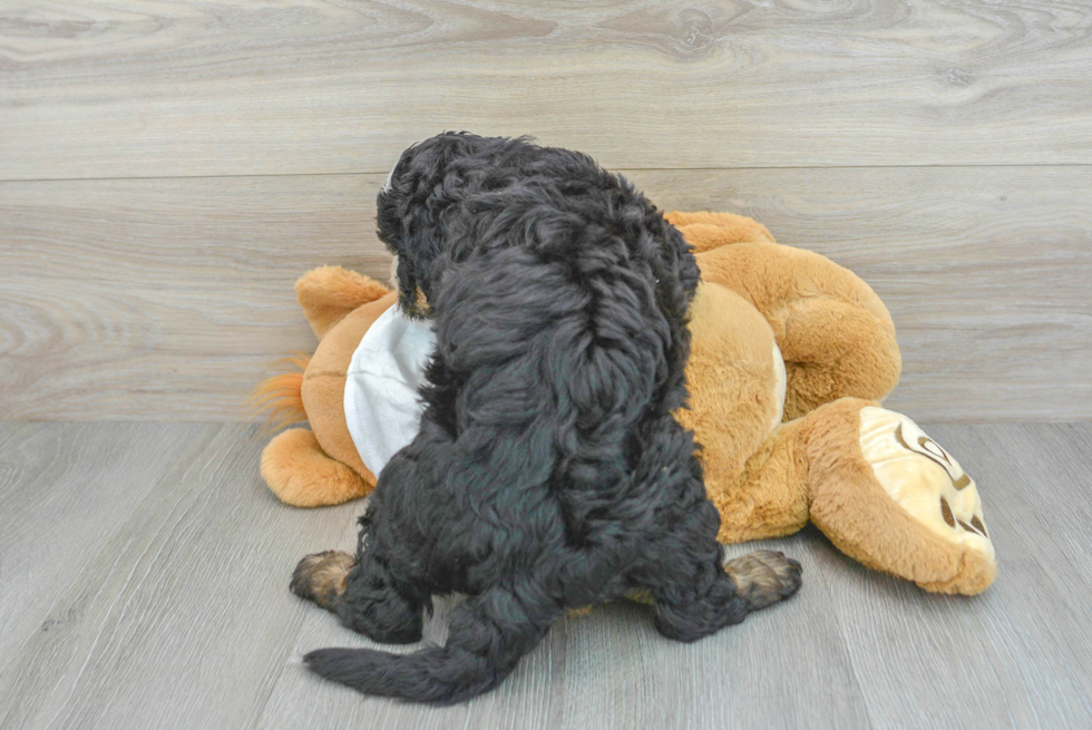 Small Mini Bernedoodle Baby