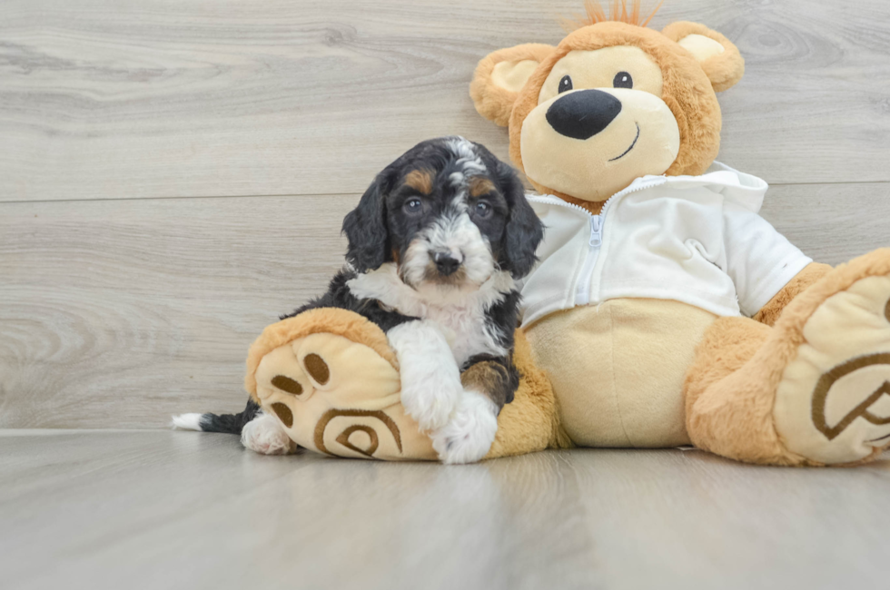 5 week old Mini Bernedoodle Puppy For Sale - Simply Southern Pups