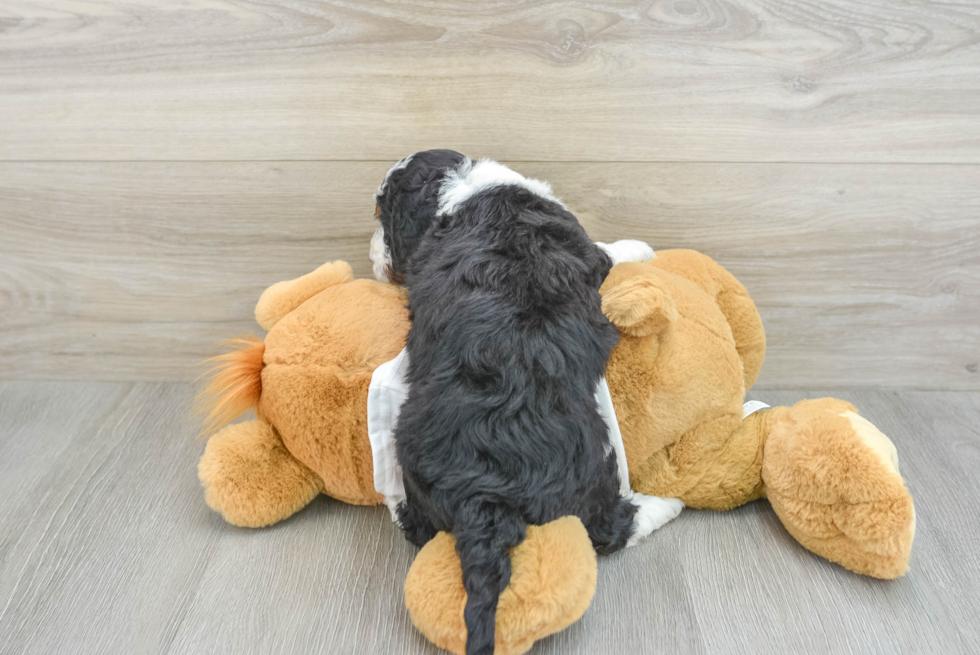 Little Mini Bernadoodle Poodle Mix Puppy