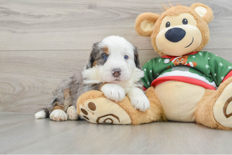 Energetic Mini Berniedoodle Poodle Mix Puppy