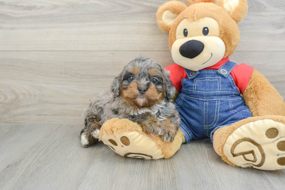 Funny Mini Bernedoodle Poodle Mix Pup