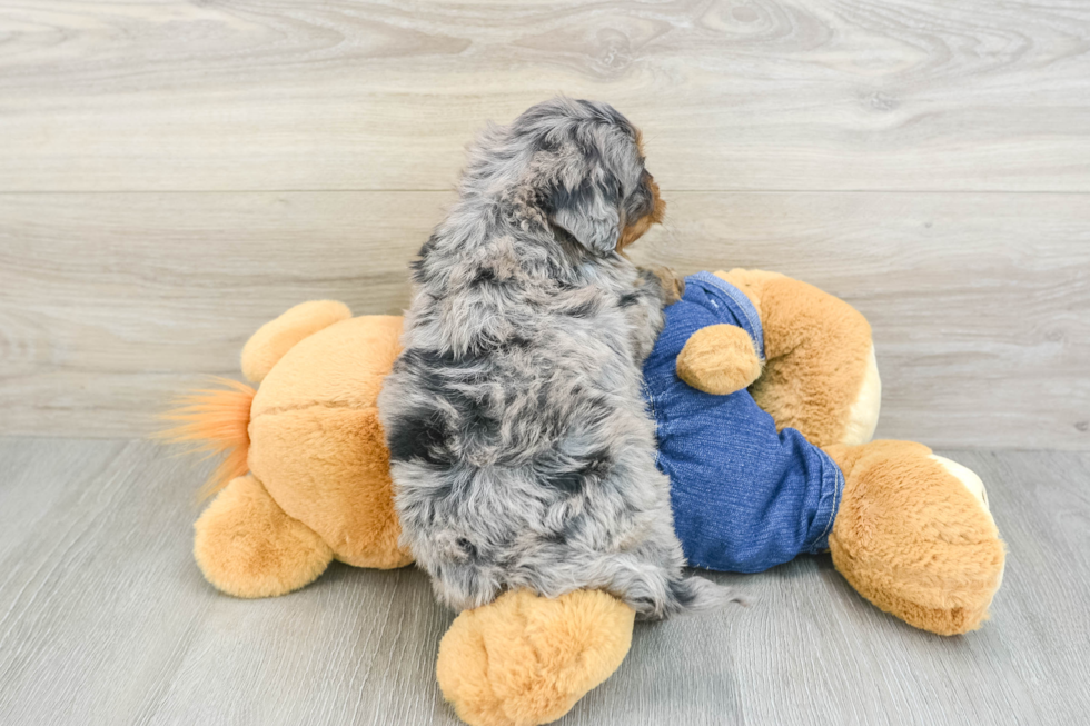 Mini Bernedoodle Puppy for Adoption