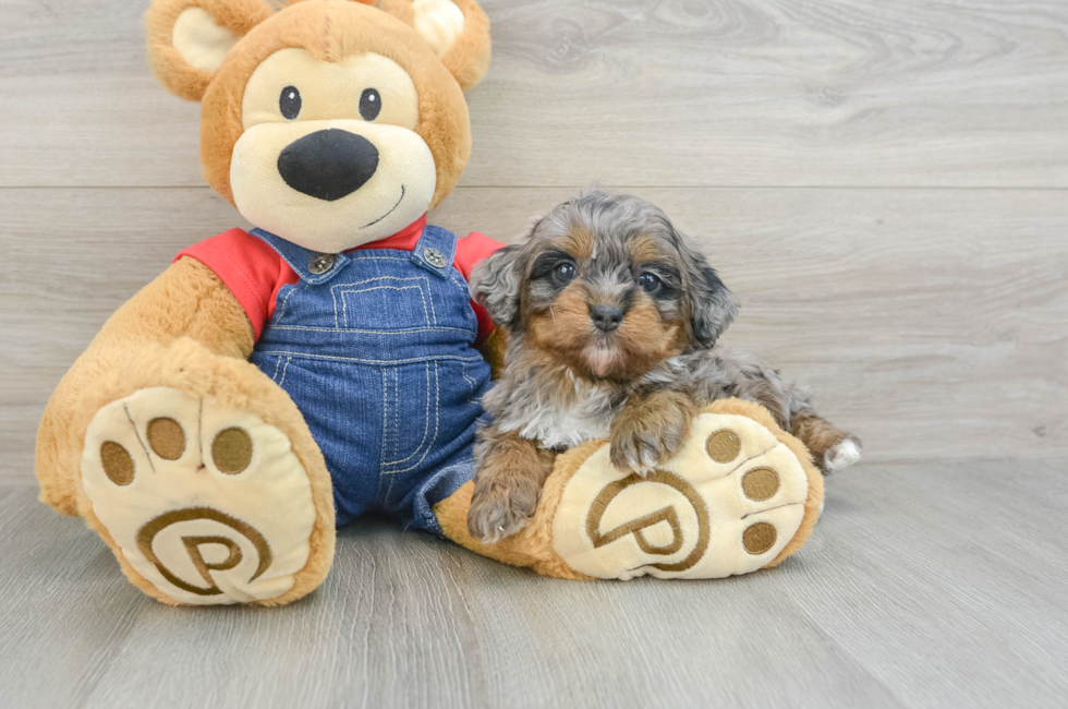 6 week old Mini Bernedoodle Puppy For Sale - Simply Southern Pups