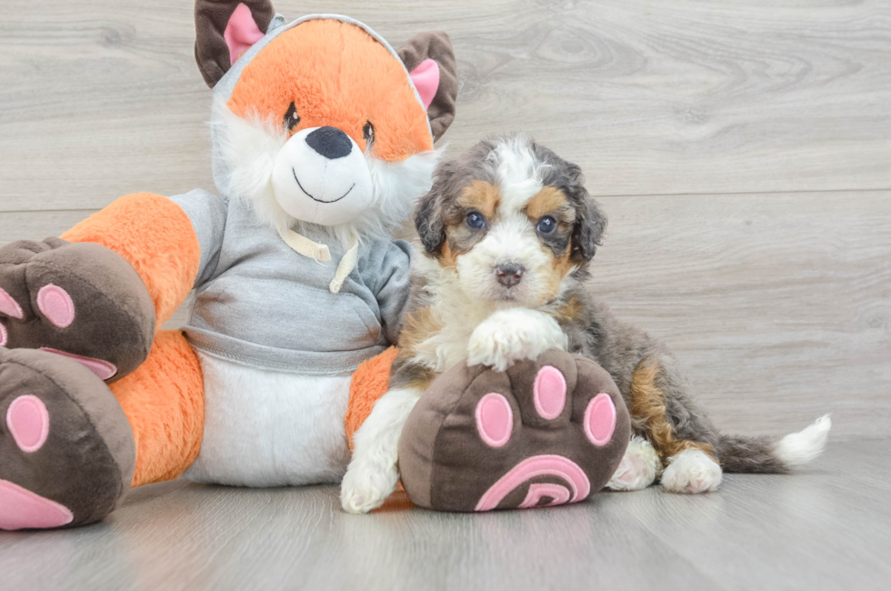 5 week old Mini Bernedoodle Puppy For Sale - Simply Southern Pups