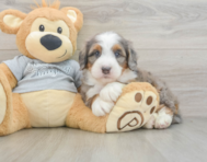 8 week old Mini Bernedoodle Puppy For Sale - Simply Southern Pups