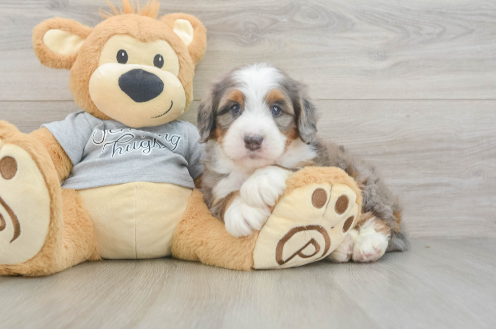 5 week old Mini Bernedoodle Puppy For Sale - Simply Southern Pups