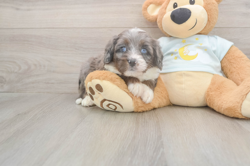 5 week old Mini Bernedoodle Puppy For Sale - Simply Southern Pups
