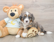 5 week old Mini Bernedoodle Puppy For Sale - Simply Southern Pups