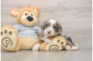 Best Mini Bernedoodle Baby