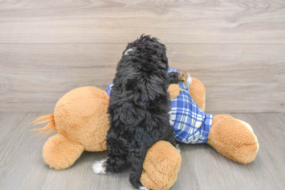 Friendly Mini Bernedoodle Baby