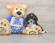 6 week old Mini Bernedoodle Puppy For Sale - Simply Southern Pups