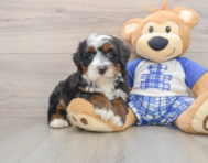 6 week old Mini Bernedoodle Puppy For Sale - Simply Southern Pups
